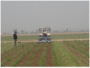 Inter-row Rotary Cultivator for Wide-row Crops