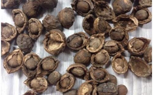 Production of Biodiesel from Tung Seed in North-East India (Phase-I)